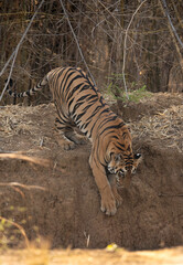 Naklejka na ściany i meble Maya cub going down the water hole, Tadoba Andhari Tiger Reserve, India