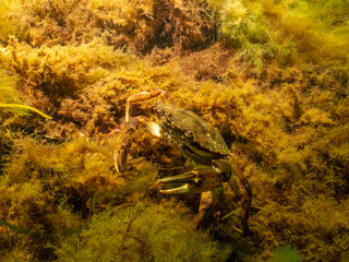 A closeup picture of a crab underwater. Picture from Oresund, Malmo in southern Sweden.