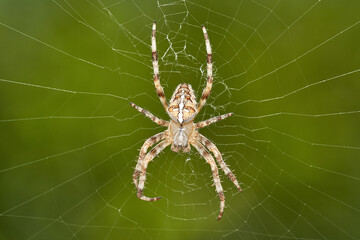 detailed close-up macro of a european garden spider lying in wait in her web