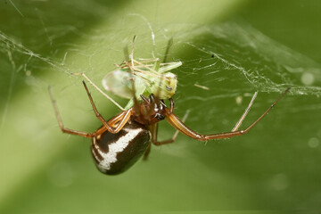 detailed close-up macro of a common cupboard spider (Steatoda) hanging upside down in the web catched an aphid