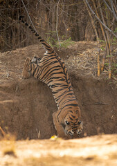 Fototapeta na wymiar Maya cub jumping down the water hole, Tadoba Andhari Tiger Reserve, India