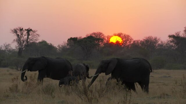 A beautiful sunset in the African wilderness with a herd of elephants with calves feeding peacefully in the foreground. 