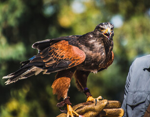 Harris's Hawk on Falconry Glove