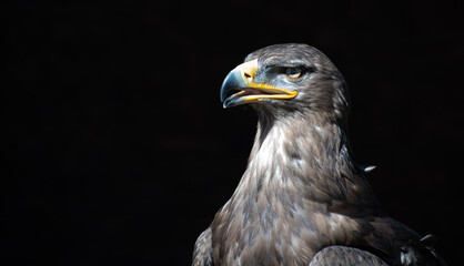 Tawny eagle on black background