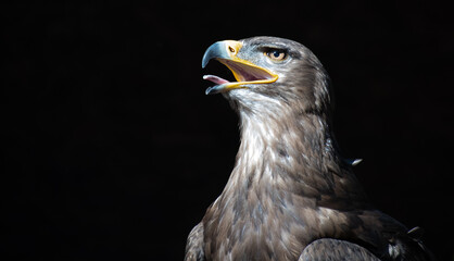 Tawny eagle on black background