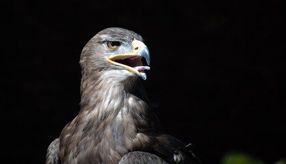 Tawny eagle on black background