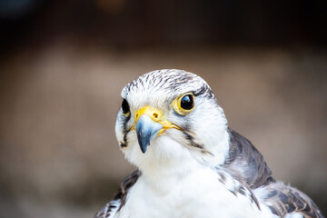 Beak and head of a Gerfalcon