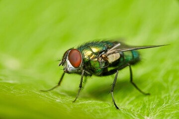detailed close-up macro of a shiny golden greenbottle fly sitting on a leaf
