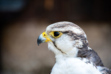 Beak and head of a Gerfalcon