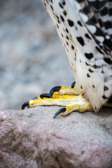 Legs and talons of a Gerfalcon