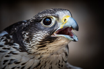 Close-up of the head of a Saker Falcon