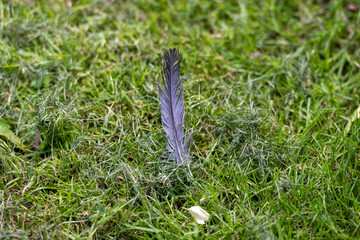 Closeup picture of a bird feather in green grass. Shallow depth of field