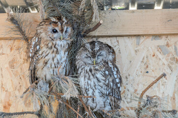 Fluffy owl in the aviary