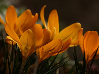 Fototapeta premium Saffron crocus (Crocus sativus) - yellow spring flowers on the green grass, Poland