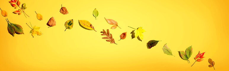 Colorful autumn leaves overhead view - flat lay
