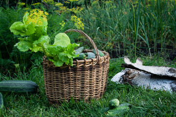 The season of harvest. Vegetables. Greenery in the garden