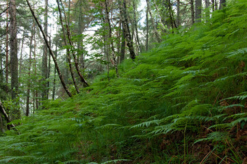 Field of ferns of the undergrowth in the Valtellina mountains