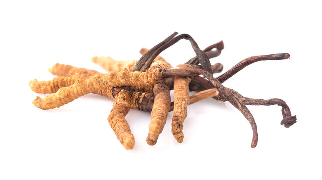 Cordyceps isolated on white background
