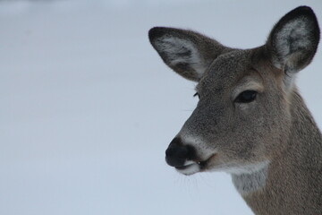 white tail deer