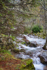 Obraz premium Stream running through a forest in autumn