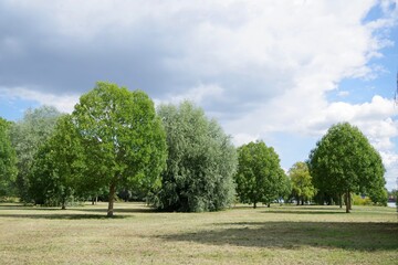 Bäume in Reihe