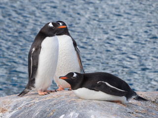 Fototapeta premium penguin on the rocks