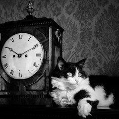 Antique clock and cute cat in the vintage photo - Black and white toned