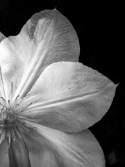 Clematis close up - black and white
