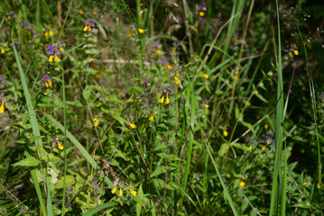 Grass with wild flowers.