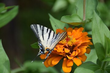 Farfalla Iphiclides podalirius su fiori di zinnia 