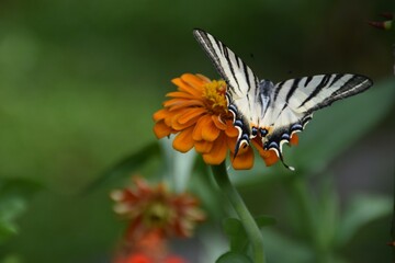 Farfalla Iphiclides podalirius su fiori di zinnia 