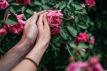 
beautiful hands of a couple in love hold a pink rose in the park