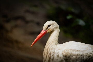 Der Storch bringt das Glück nach Hause