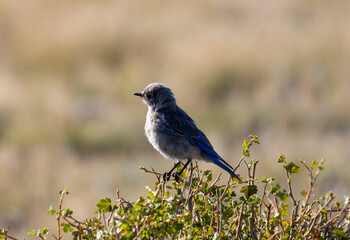 Obraz premium Mountain Bluebirds on the Mountain
