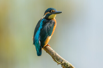 Eisvogel