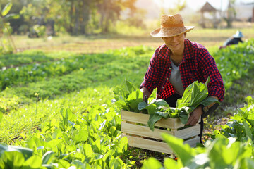 Young farmer with organic vegetables in wooden crates He is going to deliver fresh vegetables to customers.