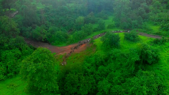 goat going home behind there master in jungal drone bird eye view long.