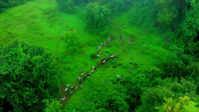 goat fallowing master in jungal drone bird eye view