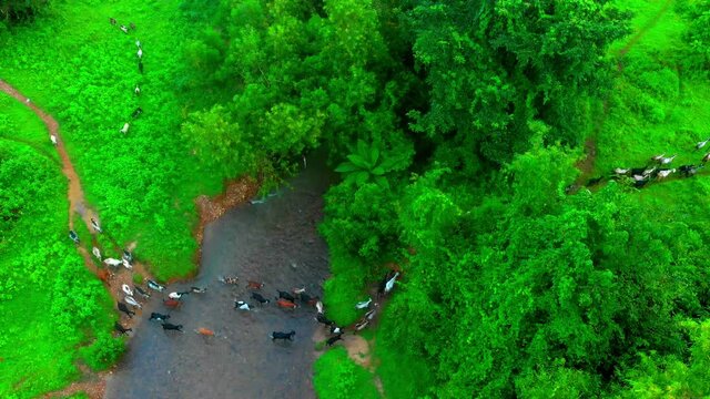 goat crossing river grass  with master in jungal drone bird eye view.