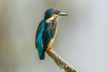 Eisvogel