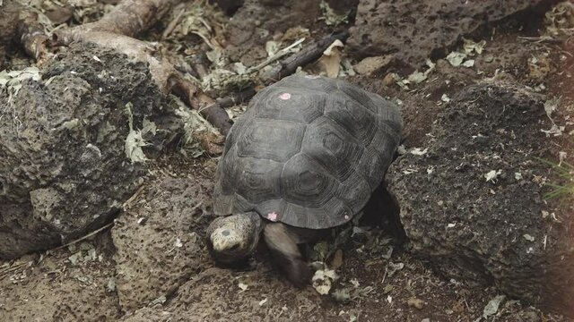 Baby Giant Tortoise Crawling over Rocks in the Galapagos Islands
