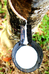 Natural rubber is being extracting from rubber plants in Inadia