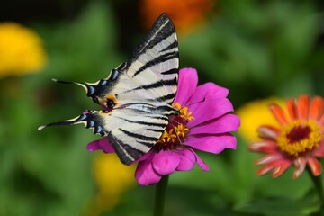 Farfalla Iphiclides podalirius su fiori di zinnia 