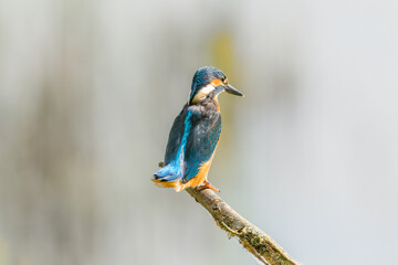 Eisvogel
