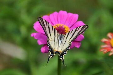 Farfalla Iphiclides podalirius su fiori di zinnia 