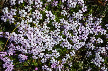 Tiny tundra flowers Moss Campion (Silene acaulis) in Swedish Lapland. Close-up with soft focus. Arctic nature of Scandinavia