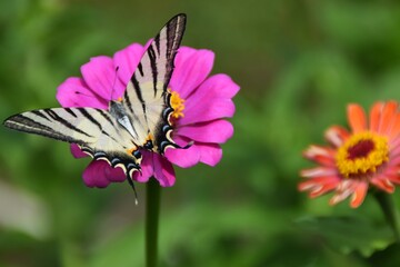 Farfalla Iphiclides podalirius su fiori di zinnia 