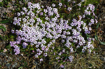 Obraz premium Tiny tundra flowers Moss Campion (Silene acaulis) in Swedish Lapland. Close-up with soft focus. Arctic nature of Scandinavia