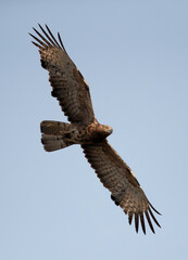 Oriental Honey buzzard taking aerial view, Tadoba Andhari Tiger Reserve, India