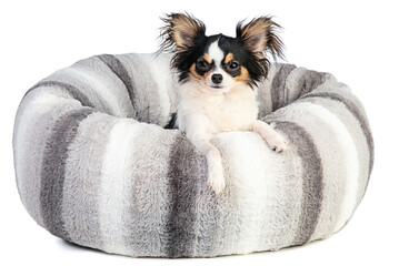 chihuahua in a soft grey cushion